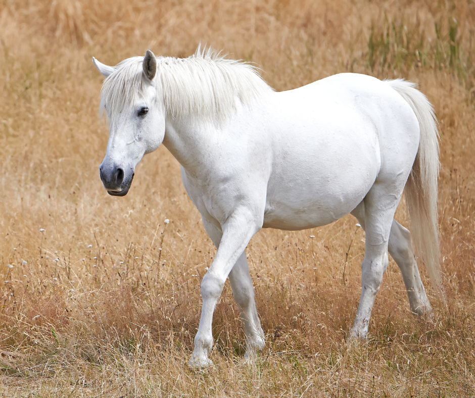 Cheval gris marchant dans une prairie d’herbes sèches, tête baissée, sur fond doré.
