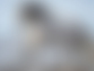 cheval gracieux galopant sur une plage