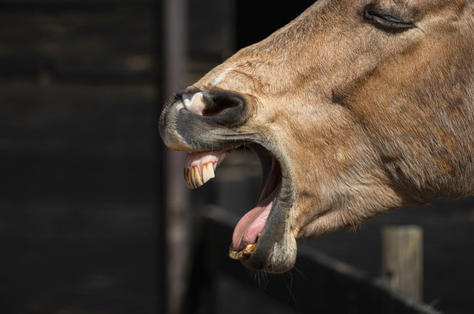 Gros plan d’un cheval brun bâillant, bouche grande ouverte, dents visibles, sur fond sombre.