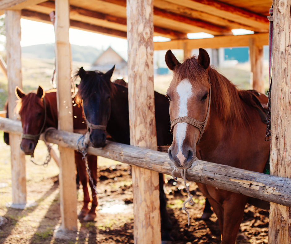 Trois chevaux attachés sous un abri en bois, dont un alezan au premier plan, dans une lumière dorée de ferme.