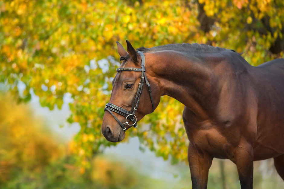 Cheval brun de profil avec bride, devant un feuillage d’automne jaune et vert, ambiance calme.