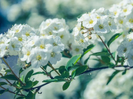 Spiritual Development Devotional: February 2020