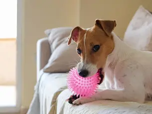 Chew Toys for Dogs with No Teeth: Bringing Comfort and Joy to Every Dog