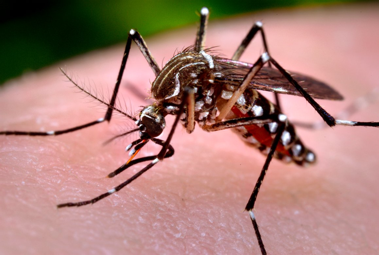 Dengue! Repele esta ideia.