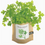 Thumbnail: Garden in A Bag | Italian Parsley