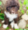 puppy1.jpg