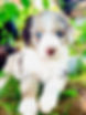 puppy3.jpg