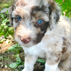 puppy.jpg