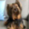 York Shire Terrier - Yorky