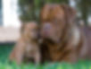 Dogo de Burdeos