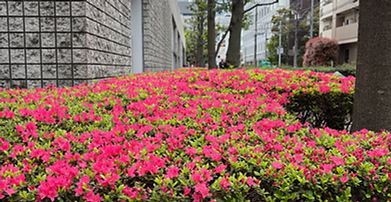 ツツジが素晴らしく🌺