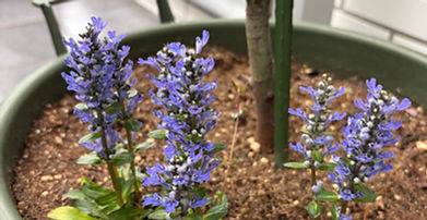 アジュガが開花しました♪