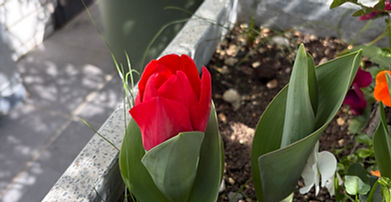 チューリップが咲き始めました♪