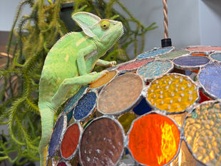 むっくんたちのご様子🦎