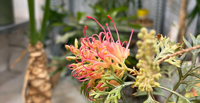 奇跡のグレビレア♪