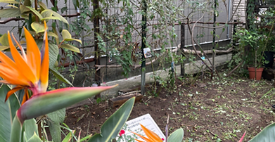 極楽鳥花　2羽目♪