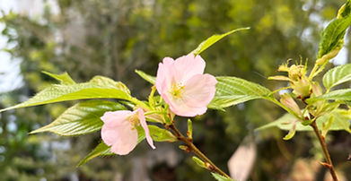 旭山がちょこっと♪