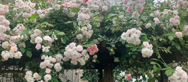 『芝のはらっぱ』の花壇完成♪