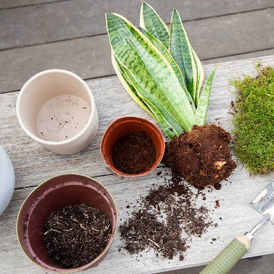 Repotting indoor houseplants to prevent mold growth\