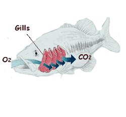How Do Sea Creatures Breathe Underwater? How Do Sea Creatures Breathe Underwater?
