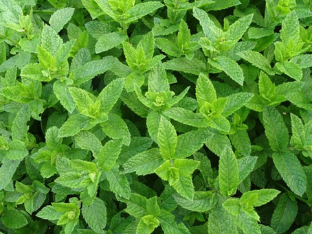 Spill The Tea: Peppermint