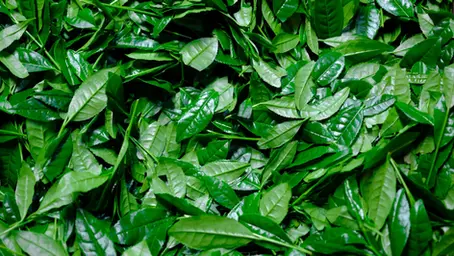 Spill The Tea: Green Tea