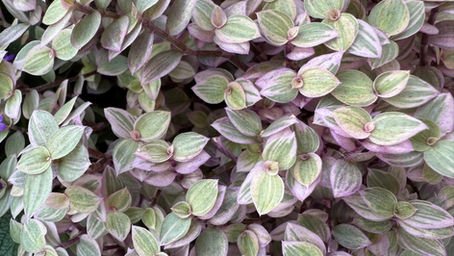 Spill The Tea: Black Tea Edition