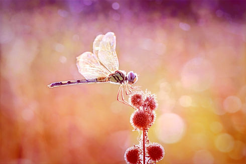 Romantic%2520Beautiful%2520Dragonfly_edited_edited.jpg