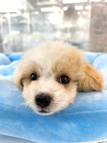 MIXビションフリーゼメマルチーズ | ペトリス