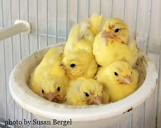 SusansCanariesFifeBabies1.jpg