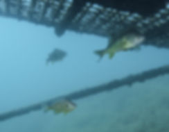 image47.jpeg
