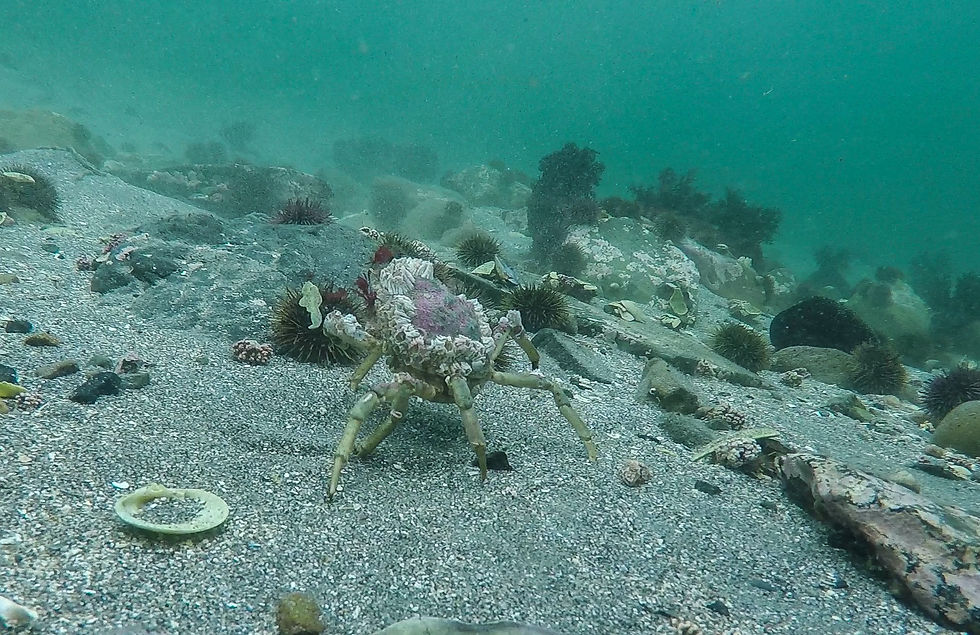 And crabs,