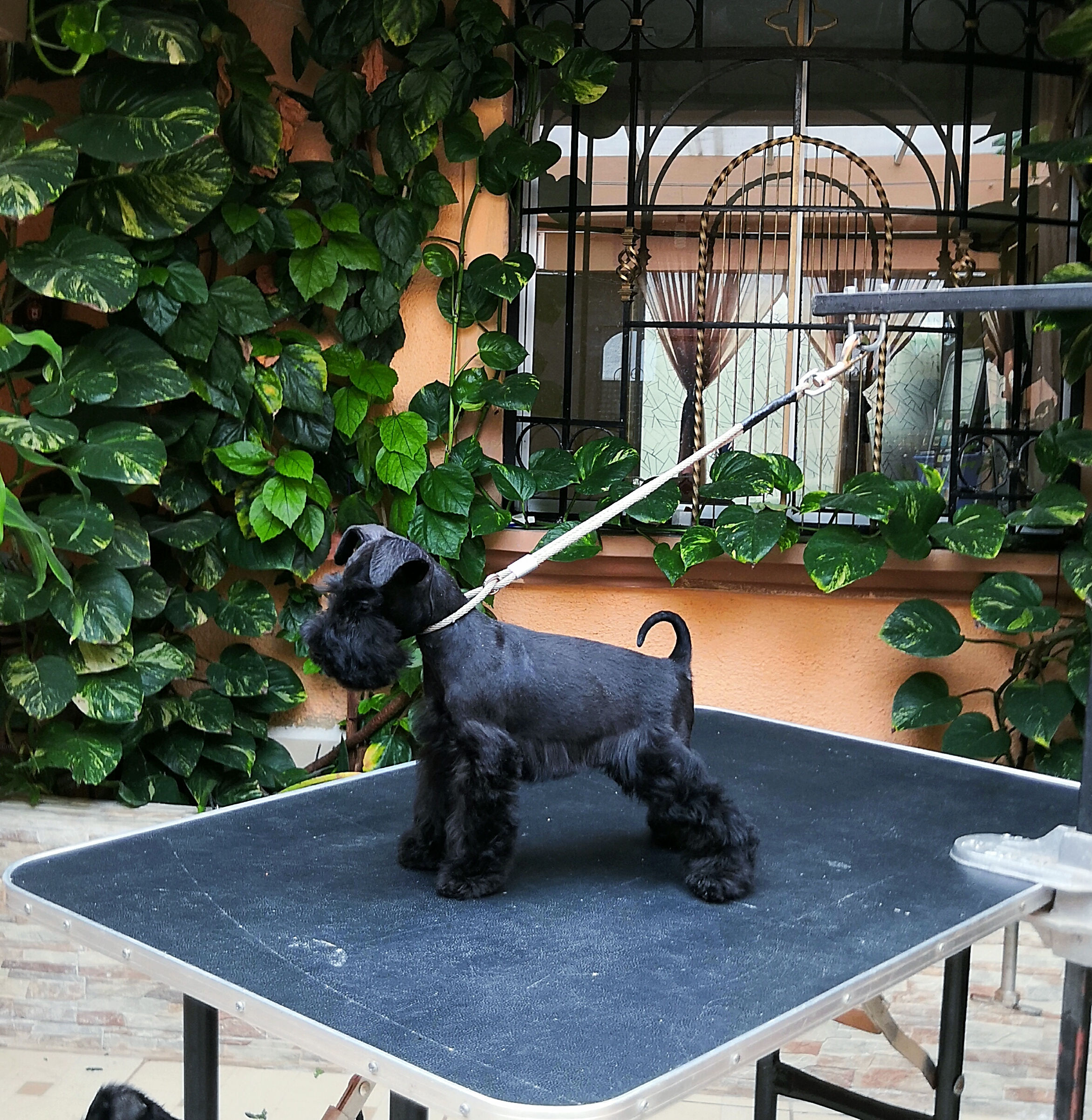 1 Hembra Negra / 1 Female Black, PADRE MULTICAMPEON, 4 meses