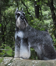 Criadero de Schnauzer miniatura México