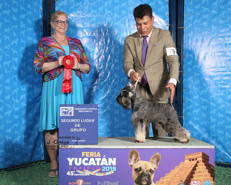 Thumbnail: 1 Hembra Sal&Pimienta / 1 Female Salt&Pepper PADRE MULTICAMPEON!