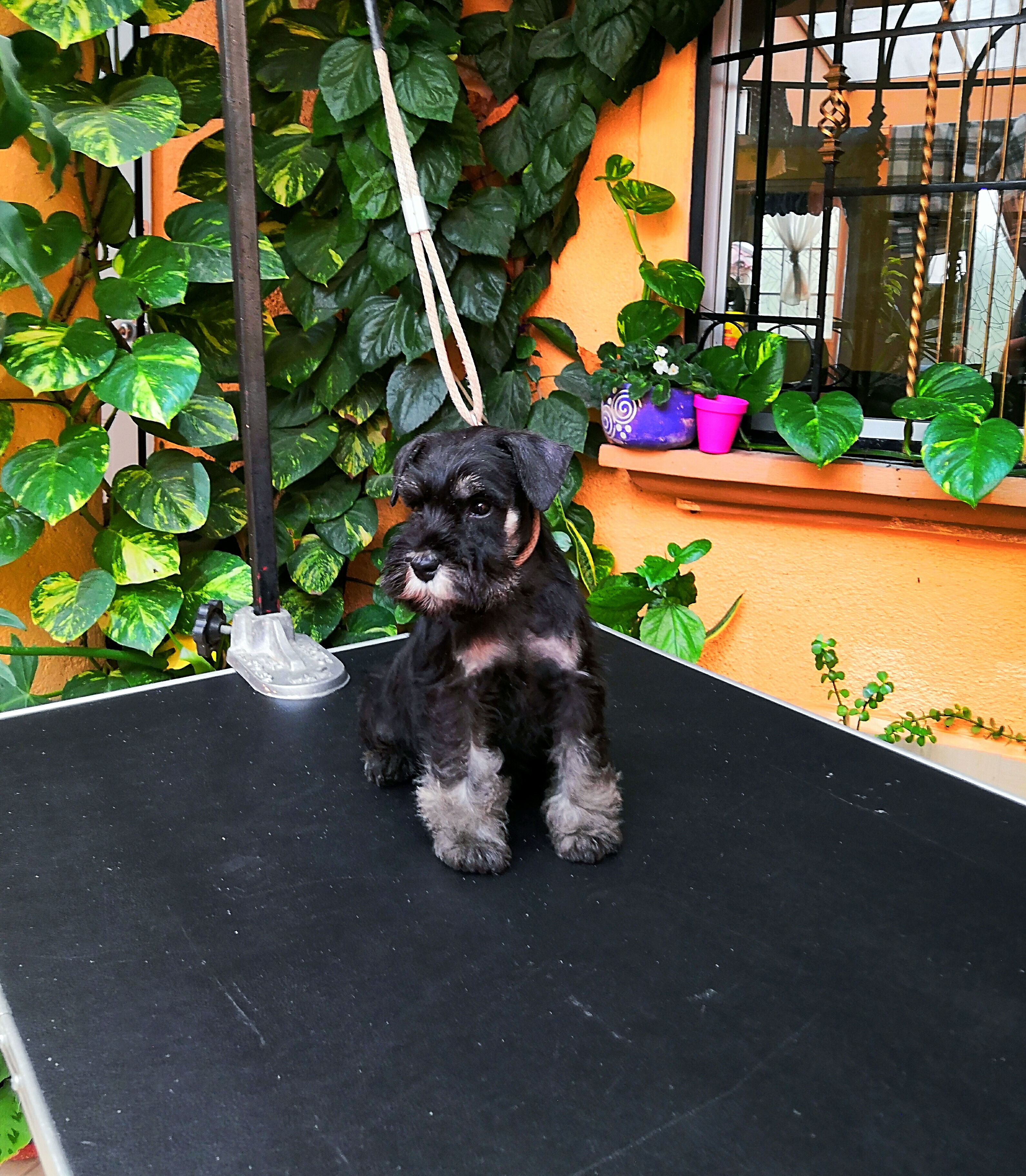 Hembra Negro&Plata / Female Black&Silver