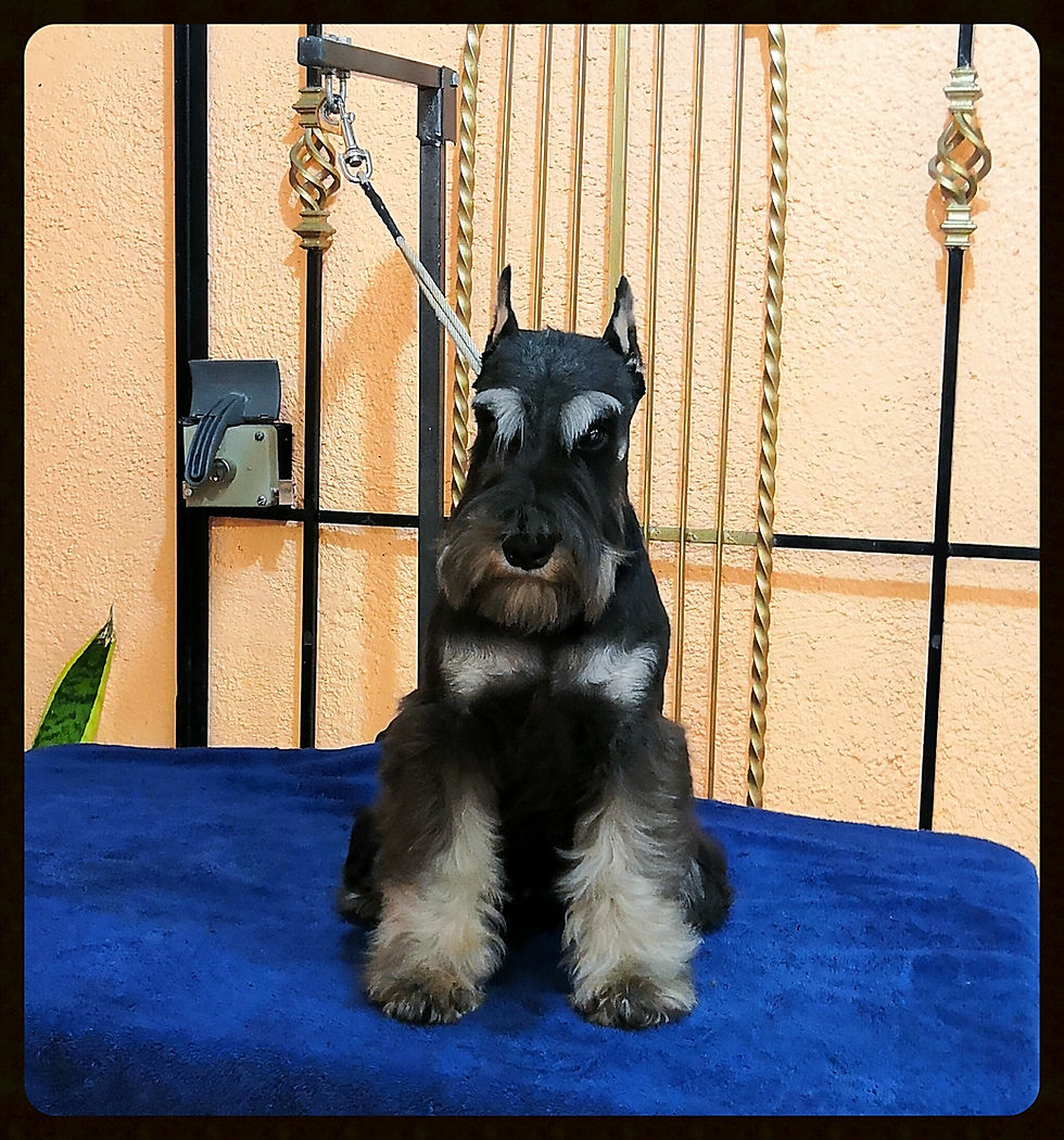 Miniatura: Macho Negro&Plata / Male Black&Silver "Quality Show"