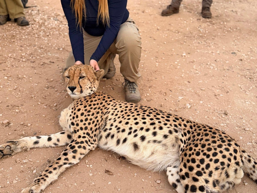 Remi Hensley kneels beside a sedated cheetah during her veterinary conservation work in South Africa, with rangers standing nearby.