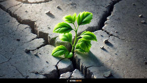 Green plant growing through cracked dry soil, symbolizing resilience. Sunlight highlights vibrant leaves against the gray barren ground.