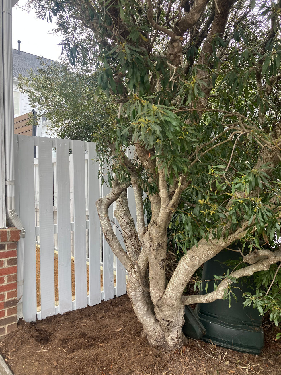 Patio makeover with new fence in Southern Village
