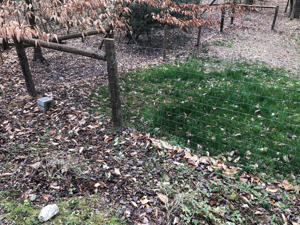 Dog fencing Pittsboro, NC
