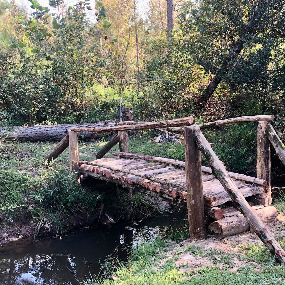 Eastern cedar bridge