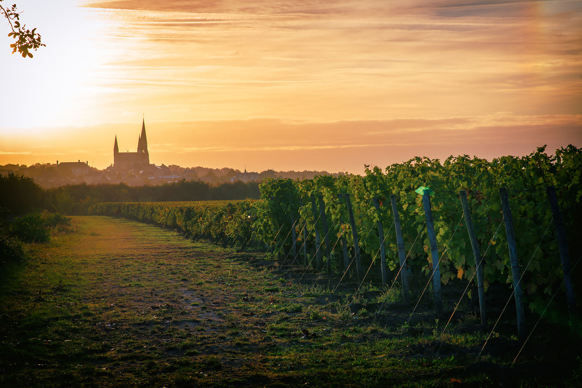 © kreazim Guyons Vendanges 2016