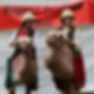 2 camels (1).jpg