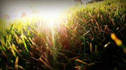 Grassy Sunset