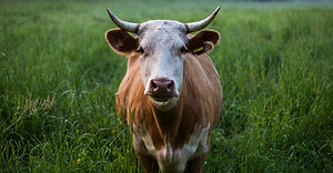 brown%20and%20white%20cattle%20standing%