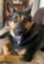 Frank is Jill’s constant companion and one of the three adopted dogs who are part of her family.
