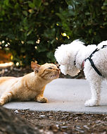 Reading Dog and Cat
Body Language