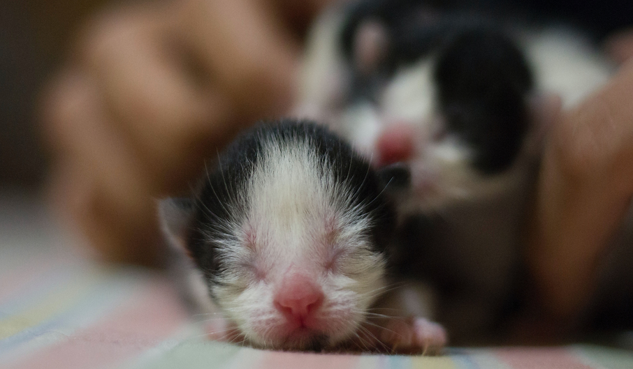 NEWBORNS jesus-boscan-bJHh8y4Y4ec-unsplash_edited.png