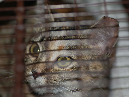 Ear-tipped cat.